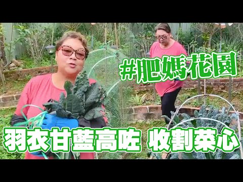 肥媽花園 | 羽衣甘藍高咗 加返個網！收割菜心曬乾變種子