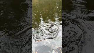 Посленерестовая форель. Худая и вялая. #youtubeshorts #shortvideo #shorts #reels #fishing