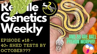 Celebrity 40+ Shed Tests by OCTOBER??? - Reptile Genetics Weekly Ep 18 Wealth