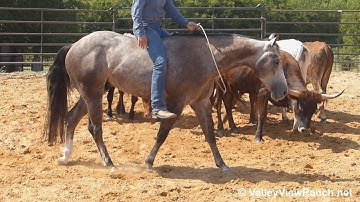 HBCD Ironman***For info, price, etc., go to our website: ValleyViewRanch.net***