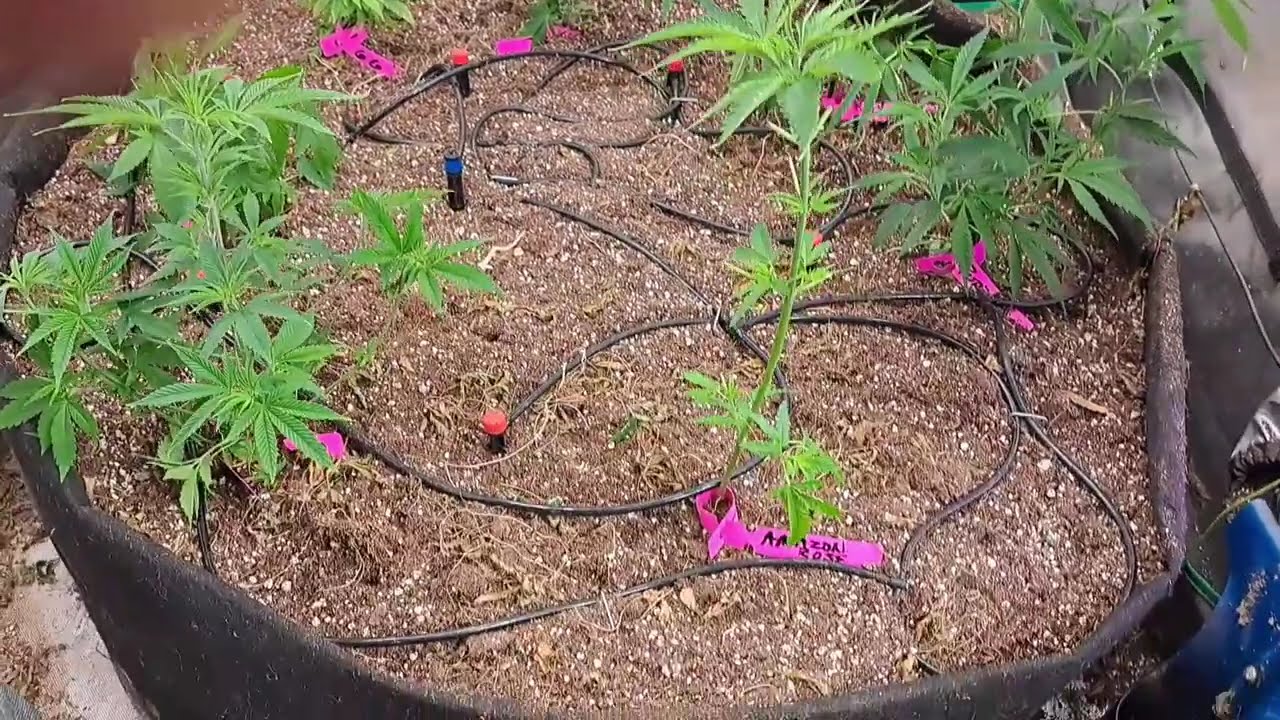 FINAL HARVEST OF TENT 1. NEW GROW.  NEW STRAINS OF CANNABIS IN MISSOURI
