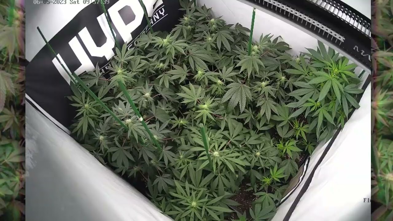 Timelapse Kmintz III OCBPapers THGROW WeAreTheHype !!