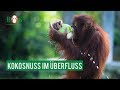 Kokosnuss im berfluss  bos  orangutande