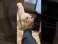 【愛が激しい犬】靴下を取ろうと…