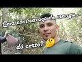 Ceva com caroço de manga dá certo? #meuquintal