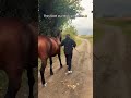 Epic Horse Fails, Derp Moments & Cute Chaos#FarmAnimals #HorseLife #DerpHorses
