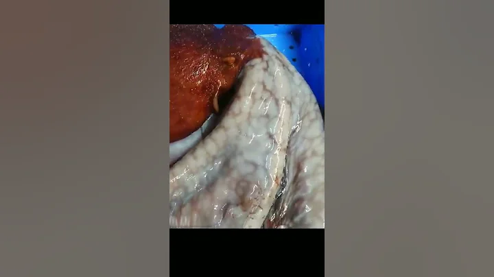 how to kill an octopus 🐙 humanely|| #octopus🦑 #octopuscutting|| #killing|| #viralvideo|| #shorts