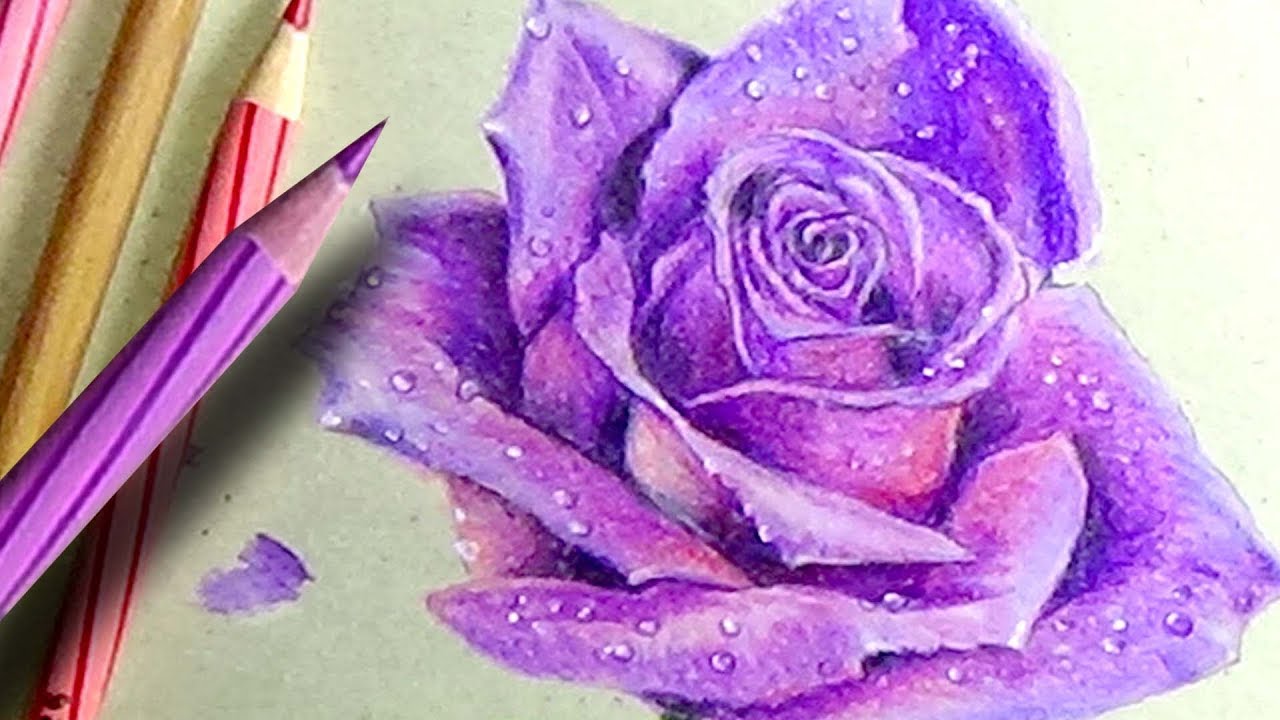 COLOUR PENCIL DRAWING FOR BEGINNERS ROSE FLOWER DRAWING TUTORIAL HOW