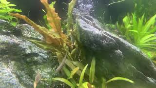 Siamese flying fox algae eater are a must!