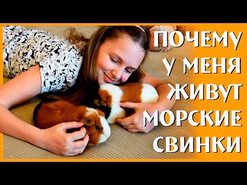 Мои питомцы морские свинки♥Как ухаживать?♥Guinea pigs