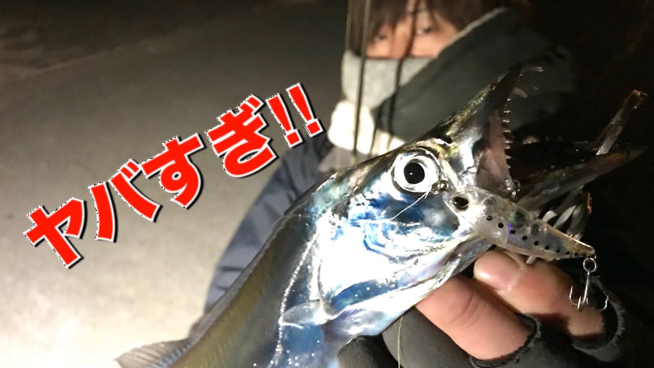 真冬のタチウオを釣る 隠れたパターン大解説 六畳一間の狼ブログ