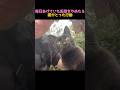 猫を無視してはいけない理由