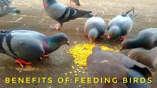 What Are The Benefits Of Feeding The Birds | Feeding Birds Hindu Astrology | BIRDS FEEDING