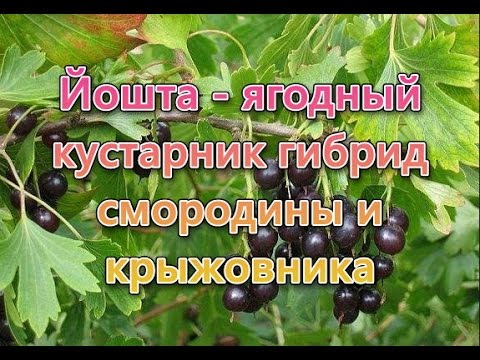 Йошта - ягодный кустарник гибрид смородины и крыжовника. Как выращивать йошту.