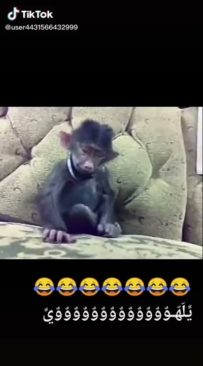 Monyet ngantuk abis sahur