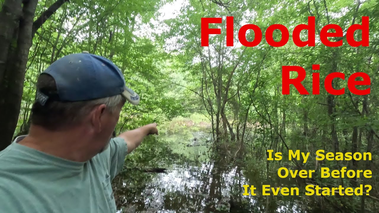 July Rains Have Flooded My Rice Duck Hunting YouTube