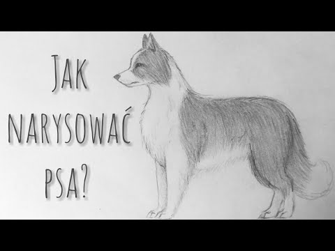 Wideo: Jak Narysować Kreskówkowe Psy, Szczenięta I Wilki