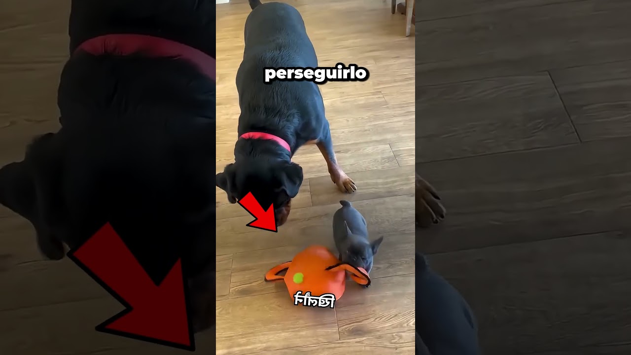 Original Title & Thumbnail