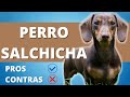 PERRO SALCHICHA Pros Y Contras ❤️ Caracteristicas Del Perro Dachshund o Teckel ❤️ PERROS HERMOSOS