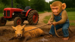 Cow Fell Into Swamp, Monkey Farmer Rescued Cow With Tractor - Monkey Farm Work Coco Farm