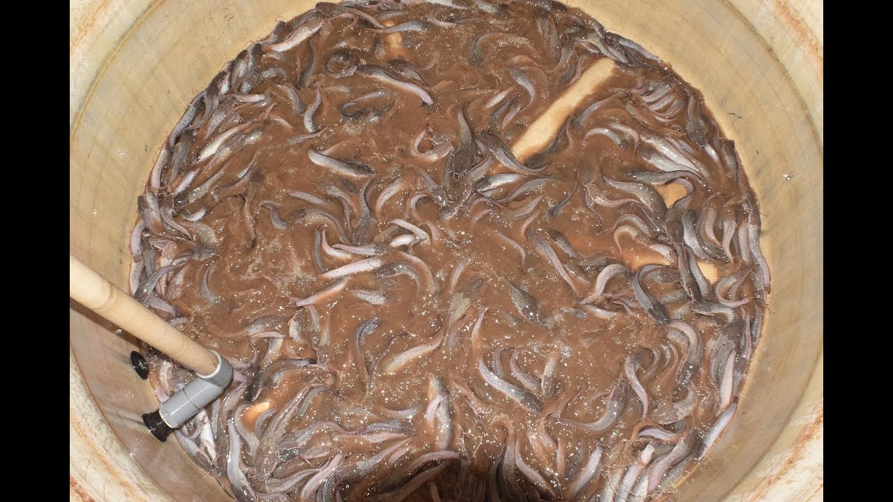 PANEN LELE SANGKURIANG DAN LABA RUGI PEMBESARAN LELE SANGKURIANG ABAH