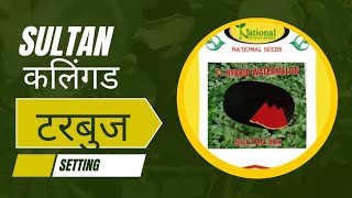 Sultan Watermelon Seeds | सुलतान कलिंगड बीज | टरबुज लागवड आणि सेटिंग | 