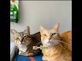 Would you like to have a cat like this?#funny #pet #shuorts