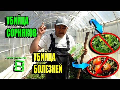 EFFECTIVE CONTROL OF WEEDS AND DISEASES OF TOMATOES, CUCUMBERS. WEEKEND ECO-GARDEN 23-13