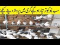 Kabootar Parwaz Ka Leya Tayar 2020 High Flying Pigeons Must Watch Anime Kabootar Parwaz Ka Leya Tayar 2020 High Flying Pigeons Must Watch Anime