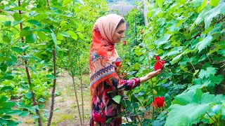 Living Alone in the Mountains _ Daily Village Life in Iran