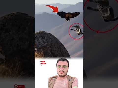 ظن النمر أن النسر فريسة سهلة فانقلب المشهد وتحولت المطاردة إلى نهايته المحزنة  