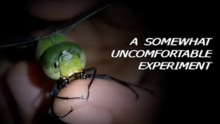 Famous Do dragonflies bite? Let's find out! Net Worth