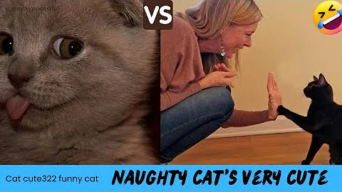 Video 10529571: funnycats amazing cat, animals baby cat funnycats, cats compilation cute funny, cat kitten funny, funny baby cats cutest