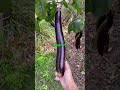 Speechless 😂🍆 #shorts #harvest #gardentotable