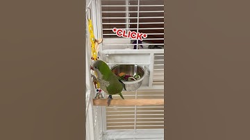 Clicker Training Introduction for My Quaker Parrot
