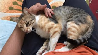 This comfy lap is now my property, Human.
This is Soso, one of the friendliest cats ever! sometimes (quite a lot) she demands attention like this xD
About us:
We are cat lovers! and our channel is all about cats! Specifically, those with no family to love them: stray cats.
Unfortunately, our local environment is hostile to stray cats; they hardly trust humans, and they barely feed them. ( Some humans actually do harm them)
So we decided to care for all stray cats and kittens that stumble upon us and share the love we get in return so that everyone can see how adorable and gentle stray cats are. :)
We hope to convince everyone that all stray cats are worthy of love, food, and shelter, so every like and subscription means a lot to us; we appreciate your support!
Keywords:
friendly lovely cat
purring cat purrs This comfy lap is now my property, Human.