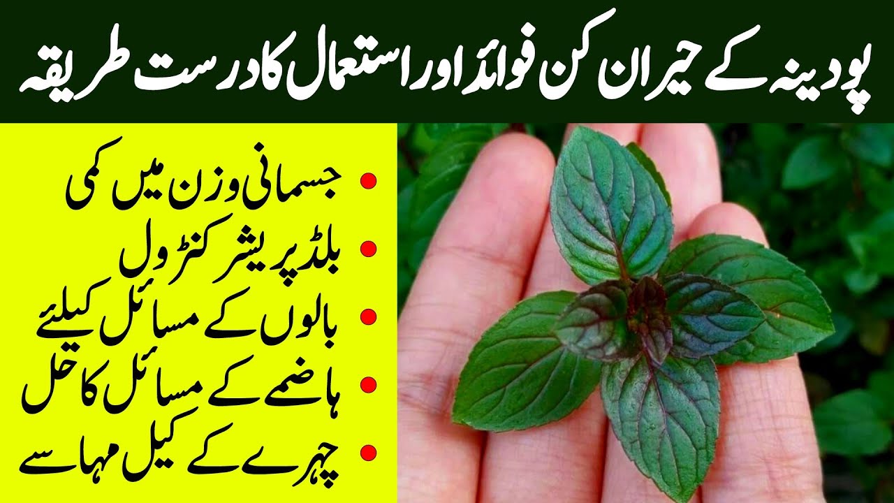 Amazing Benefits & Uses Of Peppermint Podina k Faidy in Urdu/Hindi