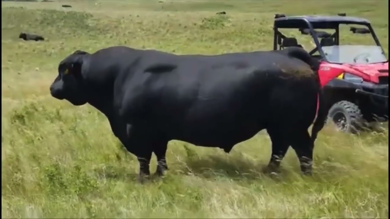 SAV Resource 1441 (Deceased)