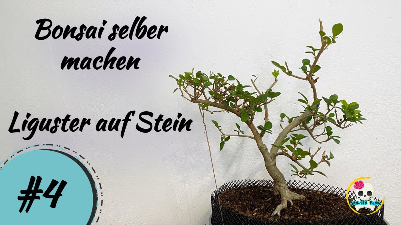 Bonsai Liguster Bonsai umtopfen & schneiden ( Update Liguster Bonsai
