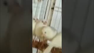 Famous White Java super quality pairs/#ytshorts #viral #pets #birds #yt #reels #trending Net Worth