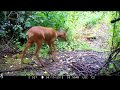 Amazing Wildlife trailcam Footage 2019   .#wildgloucestershire #Uk