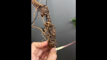 #sâm_ngọc_linh_rừng củ sâm rừng 75gr 3.3tr  #sâm_ngọc_linh_rừng