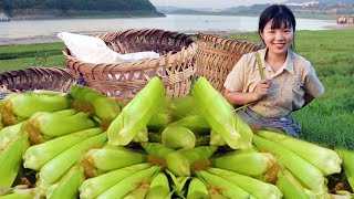 Village fruit and grain harvest! 500 mu of Tianzi pepper 300kg of corn sold in the city  Chen calle by 燕麦行游 19,927 views 2 weeks ago 16 minutes