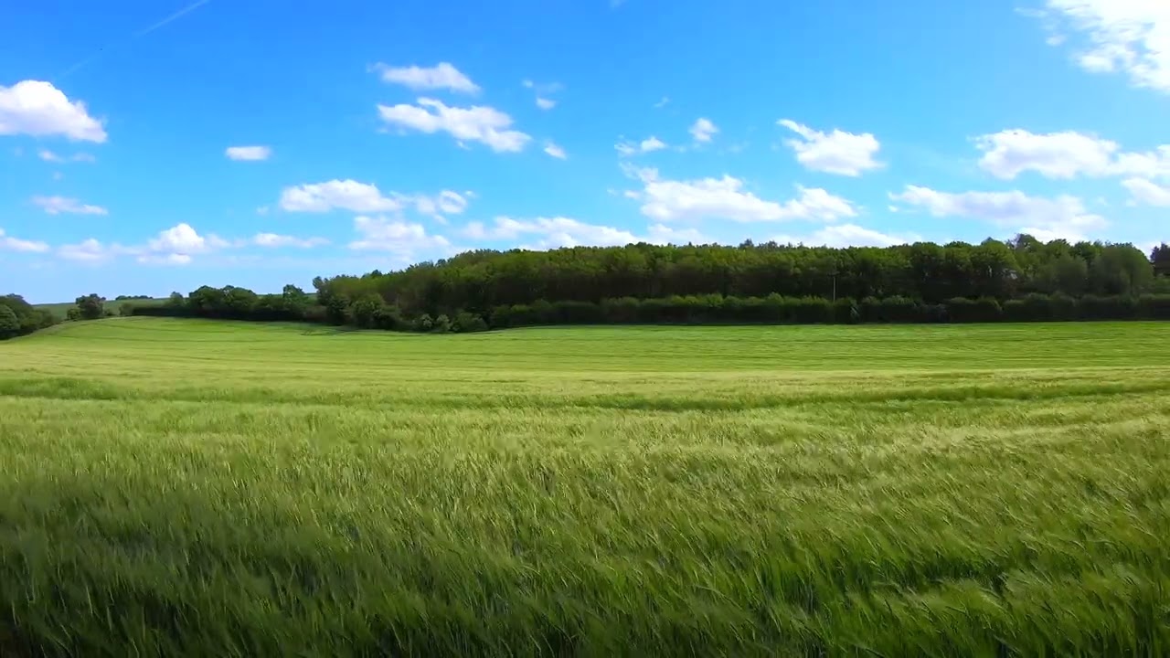 Green Pastures with Wind Noise - Unmatched Nature