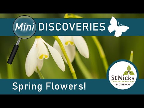 Video: Snowdrop (fiore): descrizione, foto