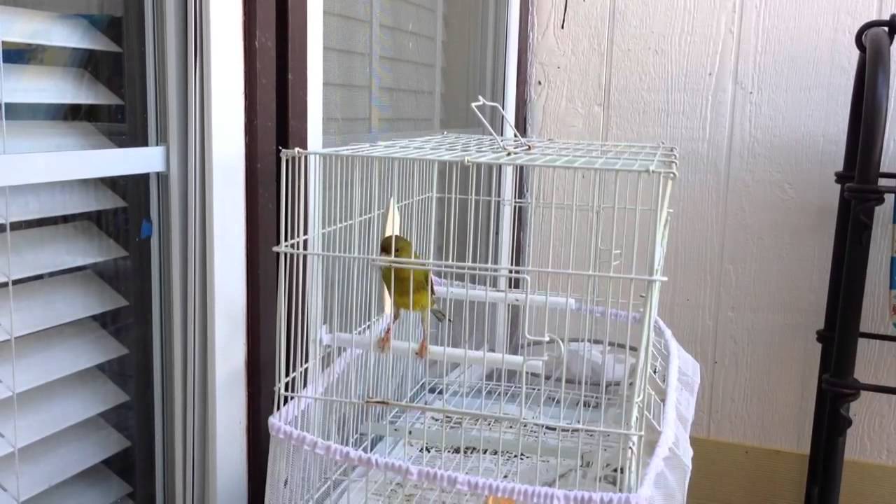 american singer canary for sale near me american singer canary for sale near me