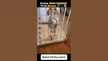 Ranking Dogs Peeing for No Reason 💦🐾😂