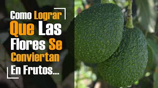 COMO MEJORAR PRODUCCIÓN DE AGUACATE HASS