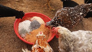 Tavuklara Bu Yemi Verince Yumurtlamaya Başlar