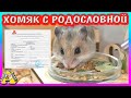 Амма беременна? / Китайские хомячата /  Метрика хомяка из питомника / Alisa Easy Pets